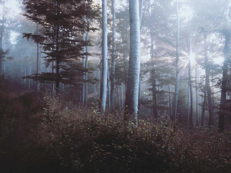 AI 中枢<br>大模型对话与 Prompt 托管